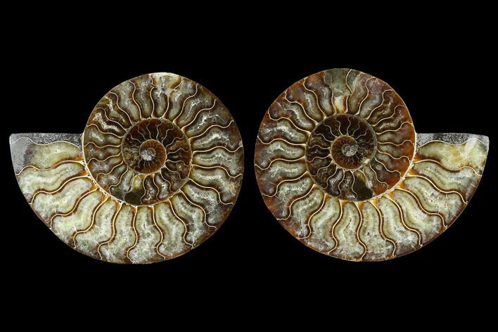 Sliced Ammonite Fossil - Agatized #115304